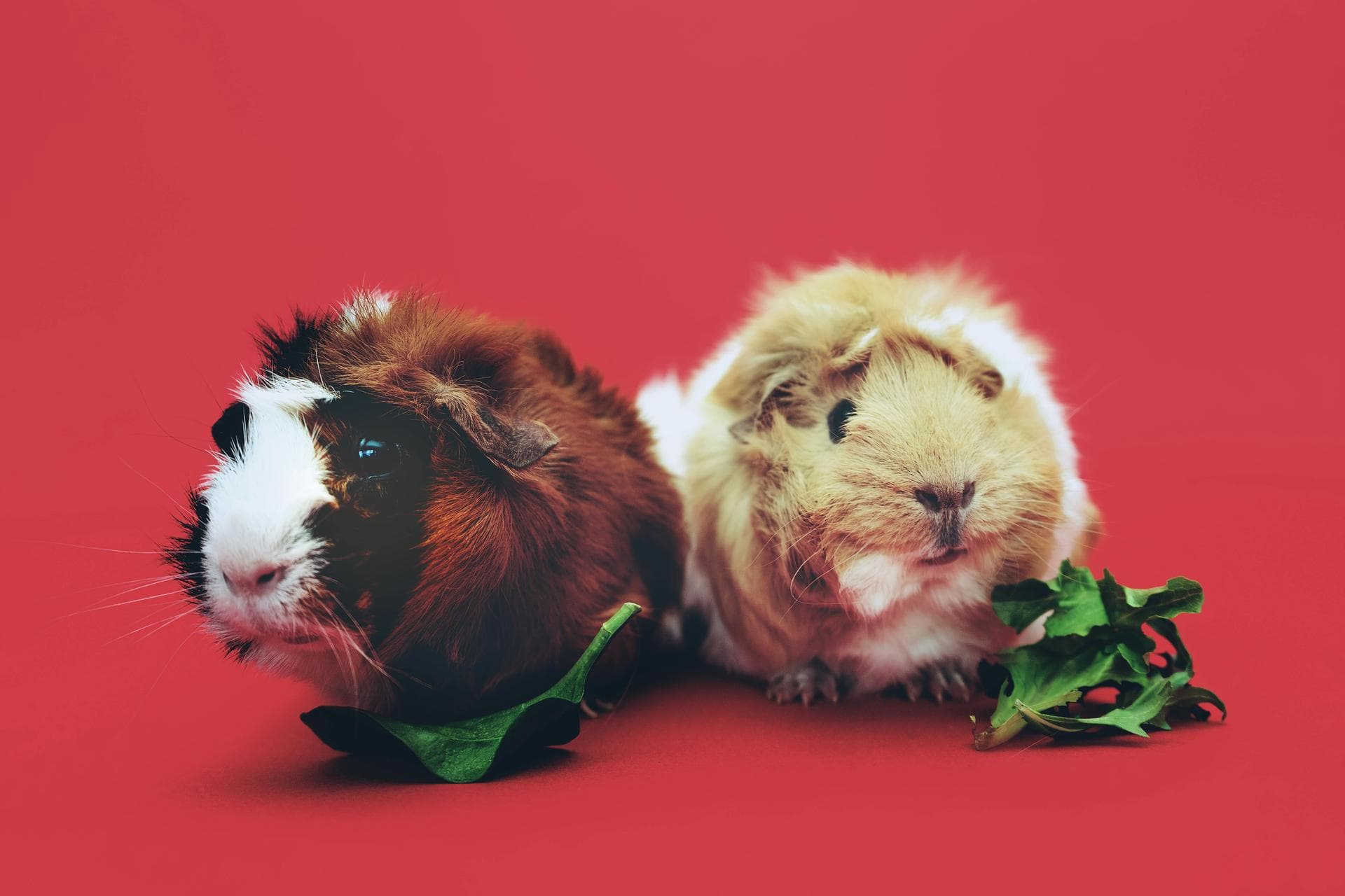 Specialist Vets in Schenectady