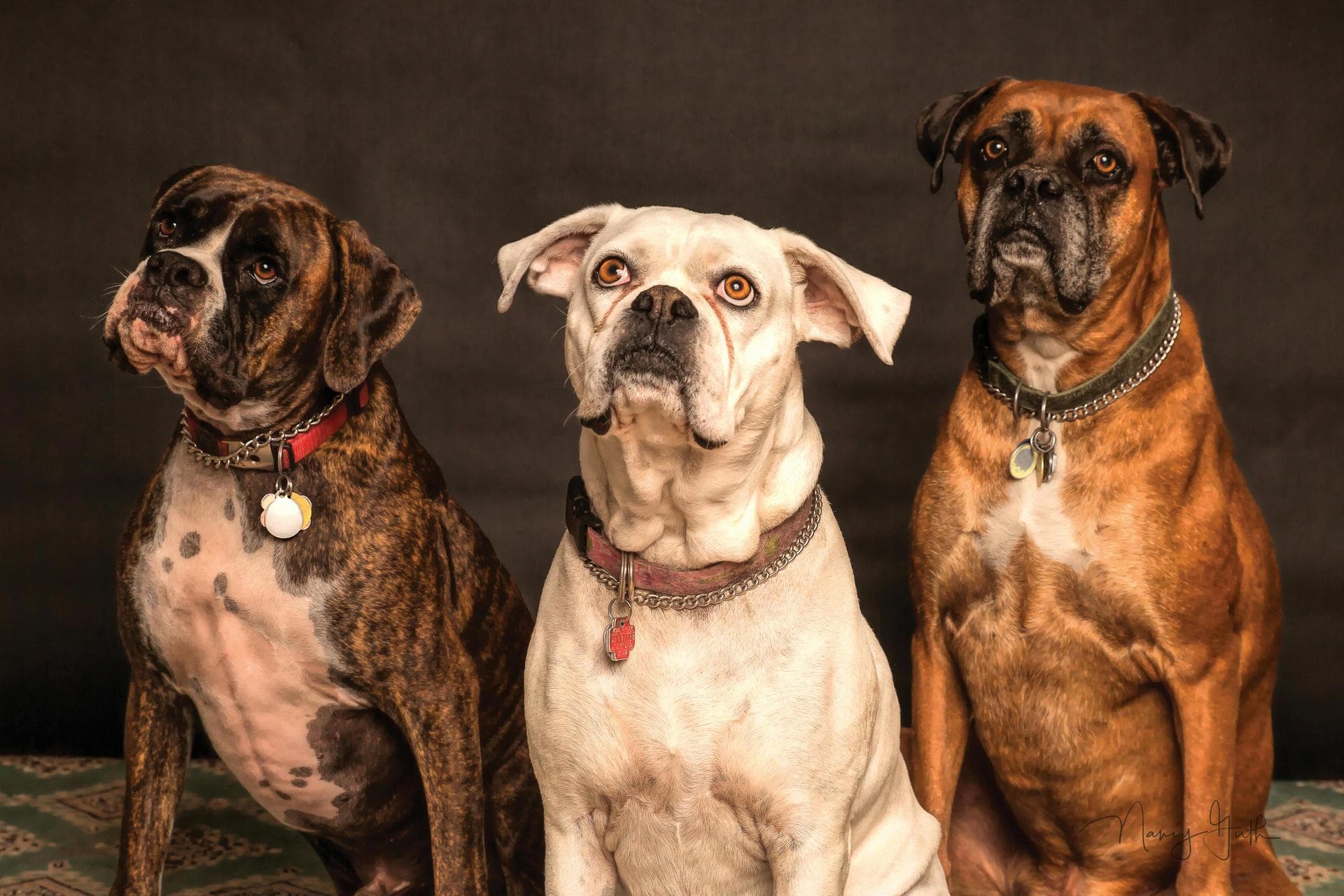 Dog & Cat Vets in Schenectady
