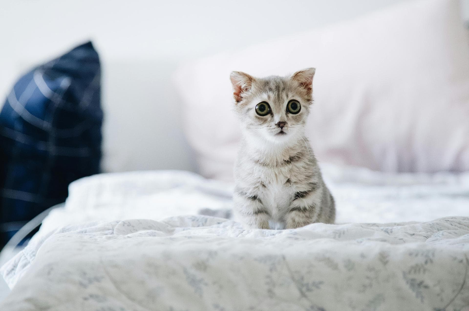 Specialist Vets in Schenectady